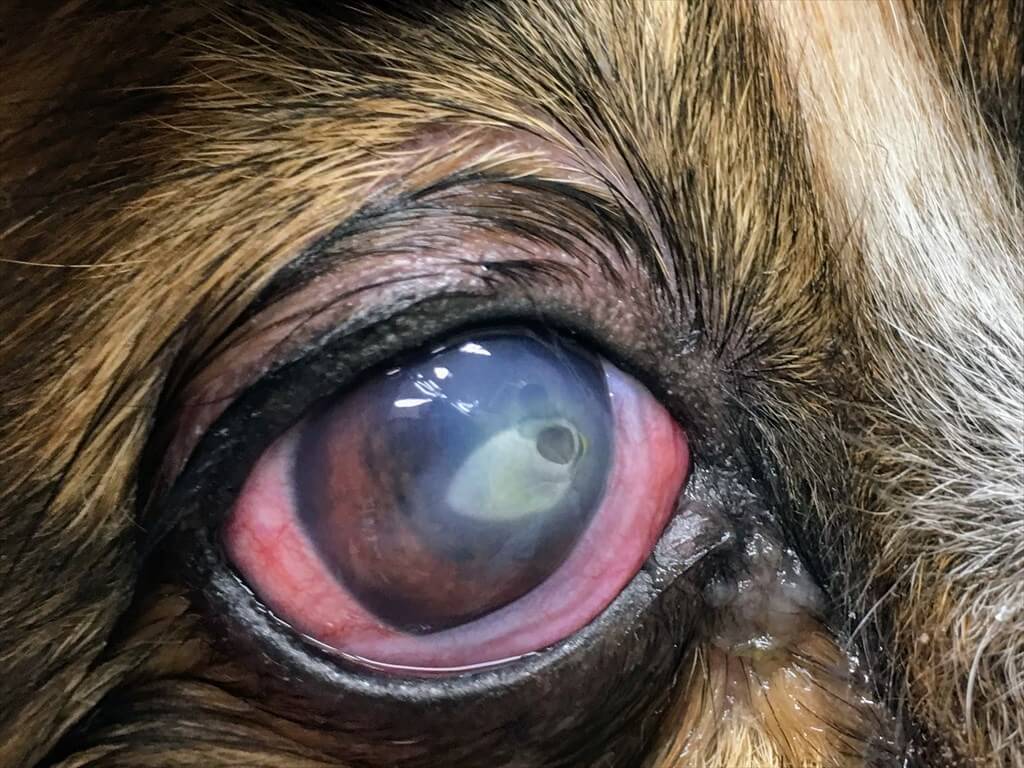 眼の患部写真